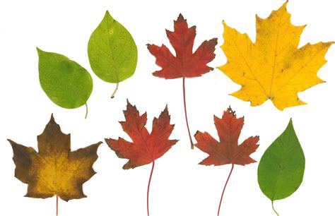 Fall Leaf Printables